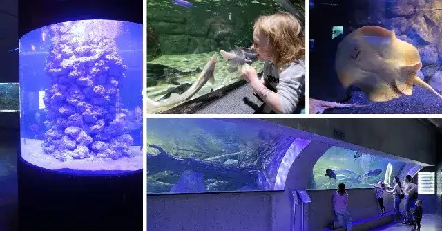 Zdjęcie Oceanarium Mielno: Czy to miejsce już nie działa i co dalej?