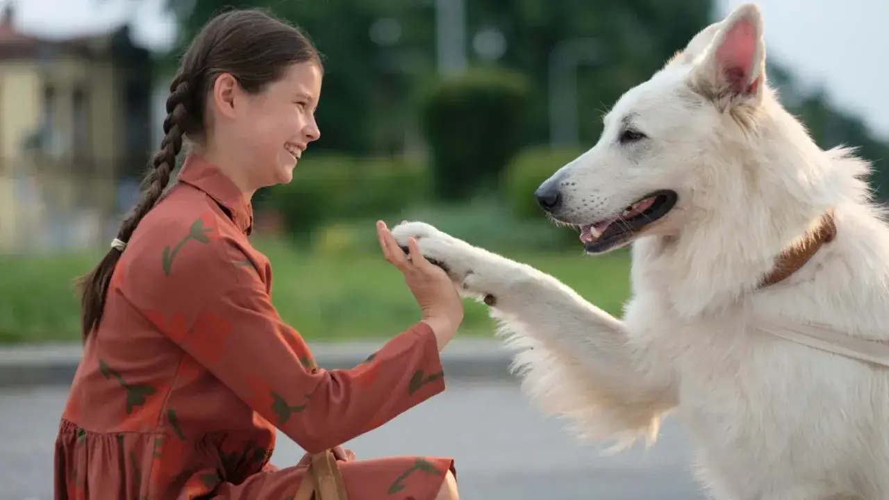 Zdjęcie Film o psie który jeździł koleją dla dzieci – wzruszająca historia przyjaźni
