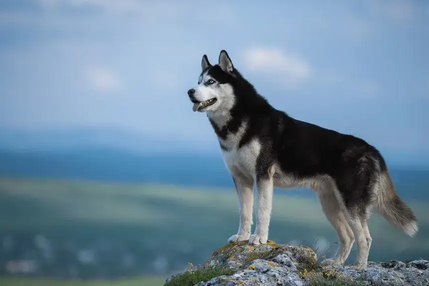 Zdjęcie Czy husky szczeka? Odkryj zaskakujące fakty o ich dźwiękach