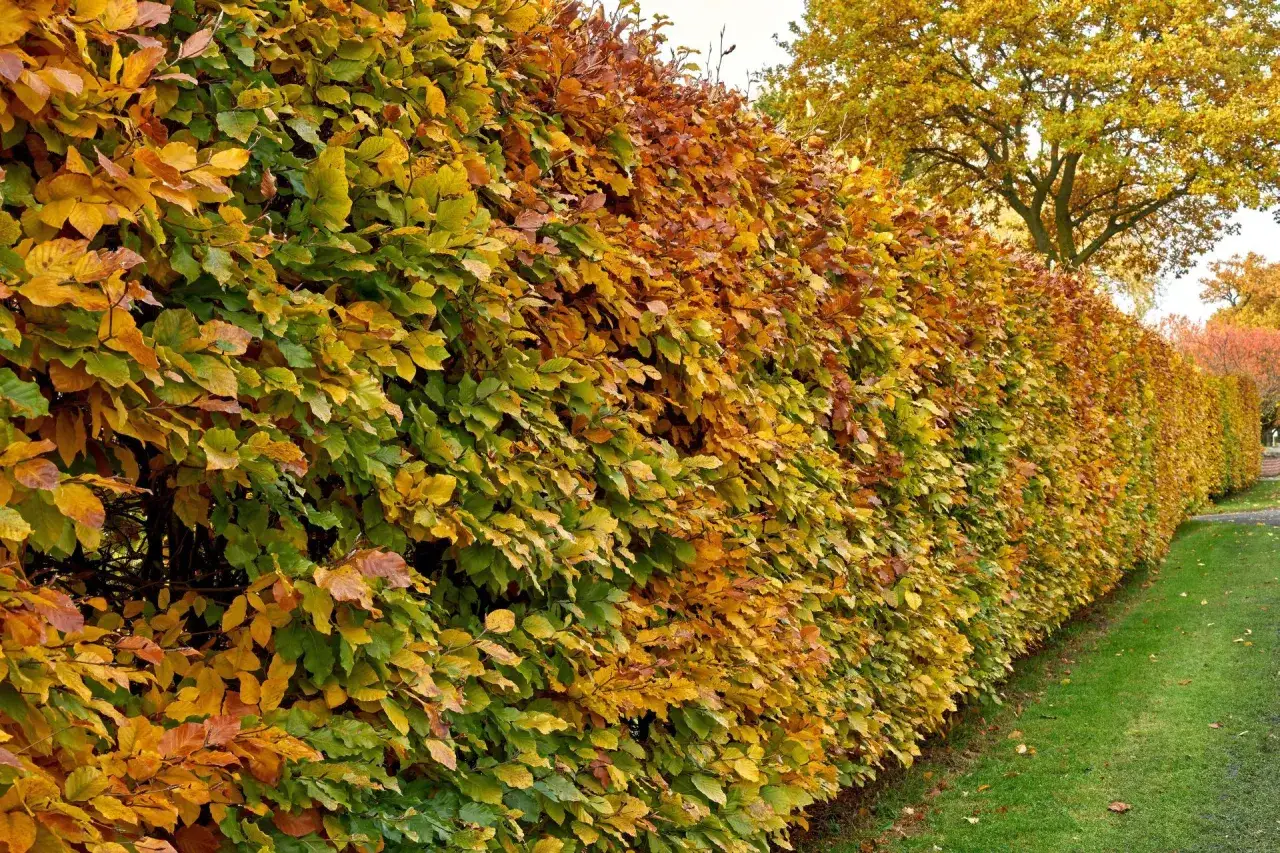 Zdjęcie Jak sadzić żywopłot z grabu? Odpowiednia odległość i pielęgnacja