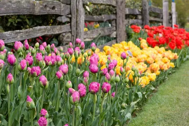 Zdjęcie Jak dbać o tulipany w ogrodzie, aby pięknie kwitły co roku