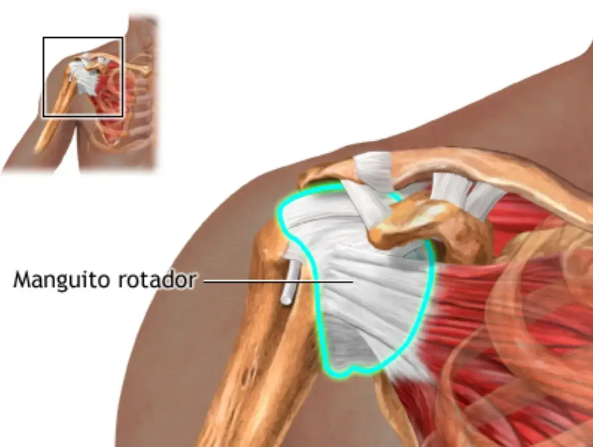 Zdjęcie Conoce los músculos del manguito rotador y su importancia en el hombro