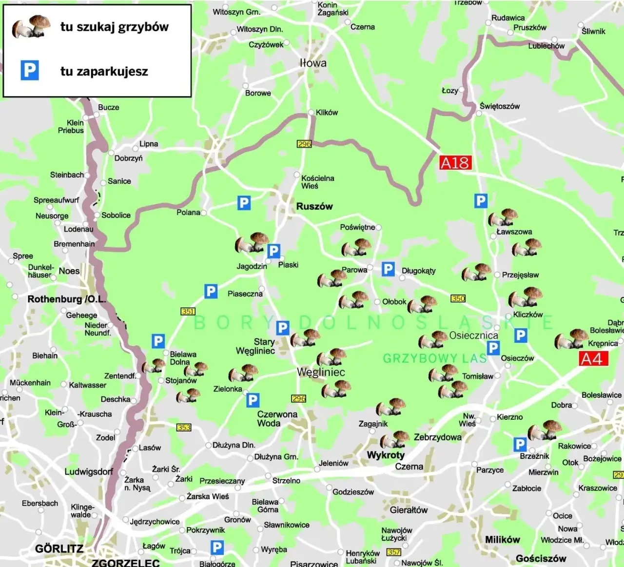 Zdjęcie Najlepsze miejsca gdzie są grzyby na Dolnym Śląsku: aktualna mapa zbiorów