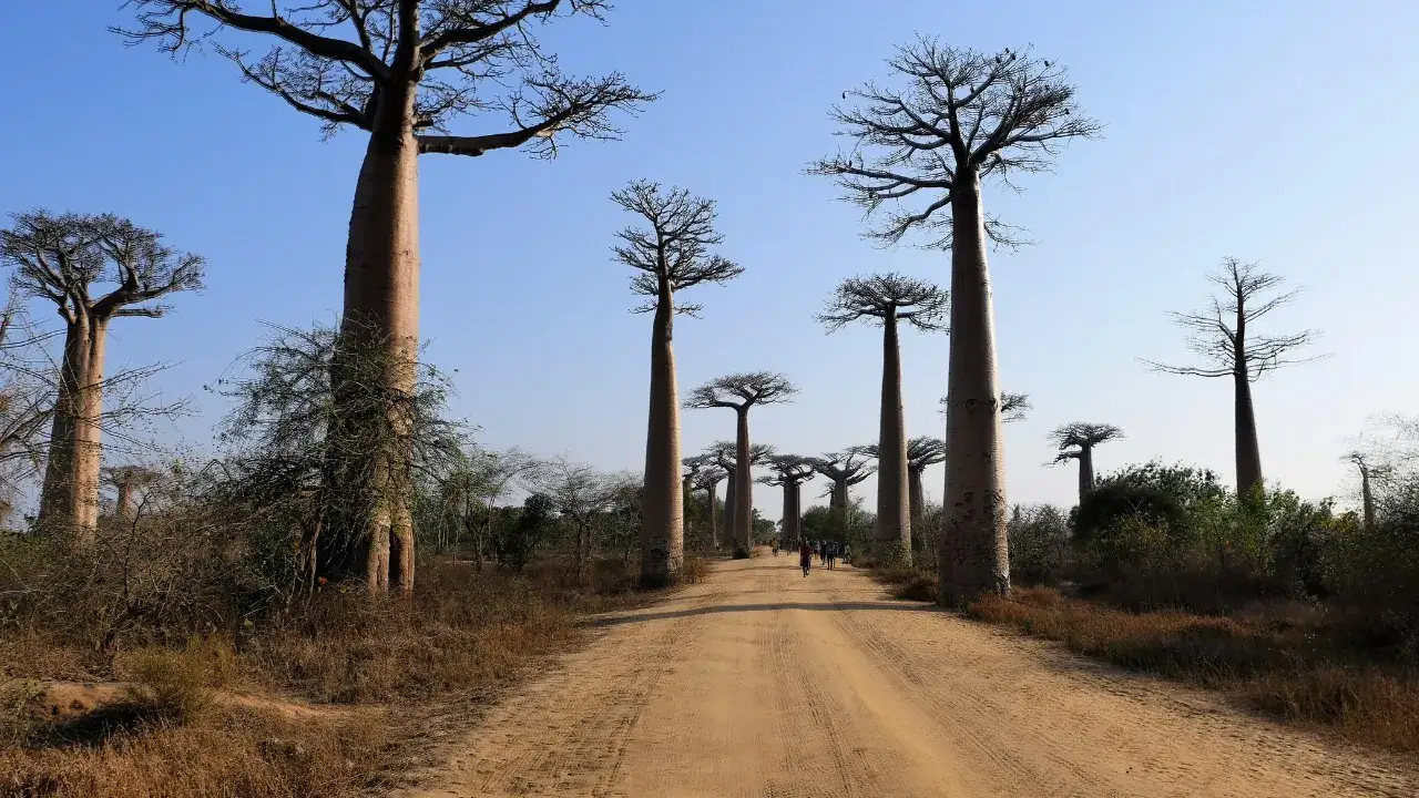 Zdjęcie Ile trwa lot z Polski na Madagaskar? Czas przelotu i porady podróżnicze