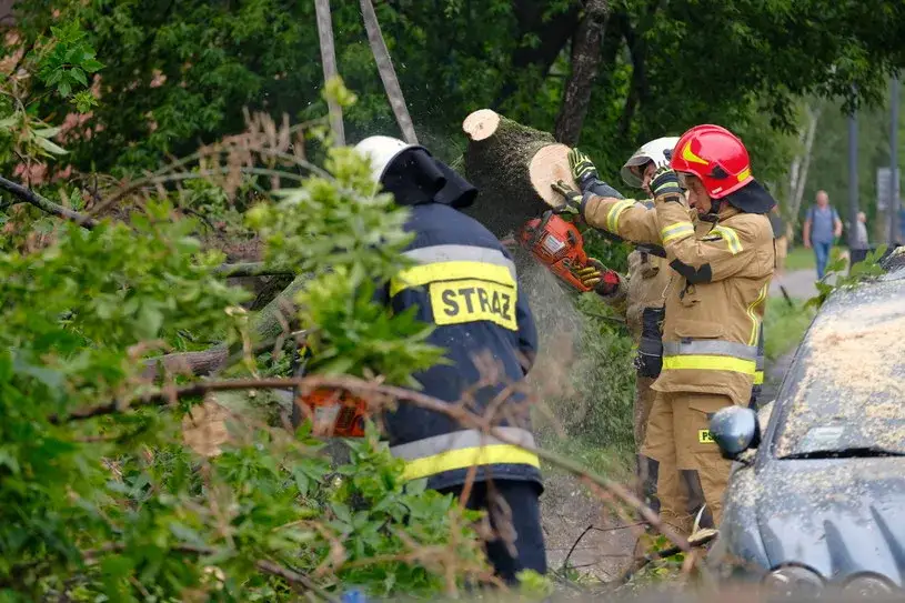 Zdjęcie Czy straż pożarna może usunąć drzewo? Sprawdź, kiedy to możliwe