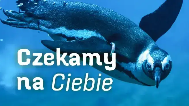 Zdjęcie Bilety do oceanarium Wrocław - poznaj ceny i opcje zakupu