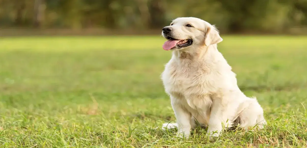 Zdjęcie Jak często kąpać golden retrievera, aby uniknąć problemów ze skórą?
