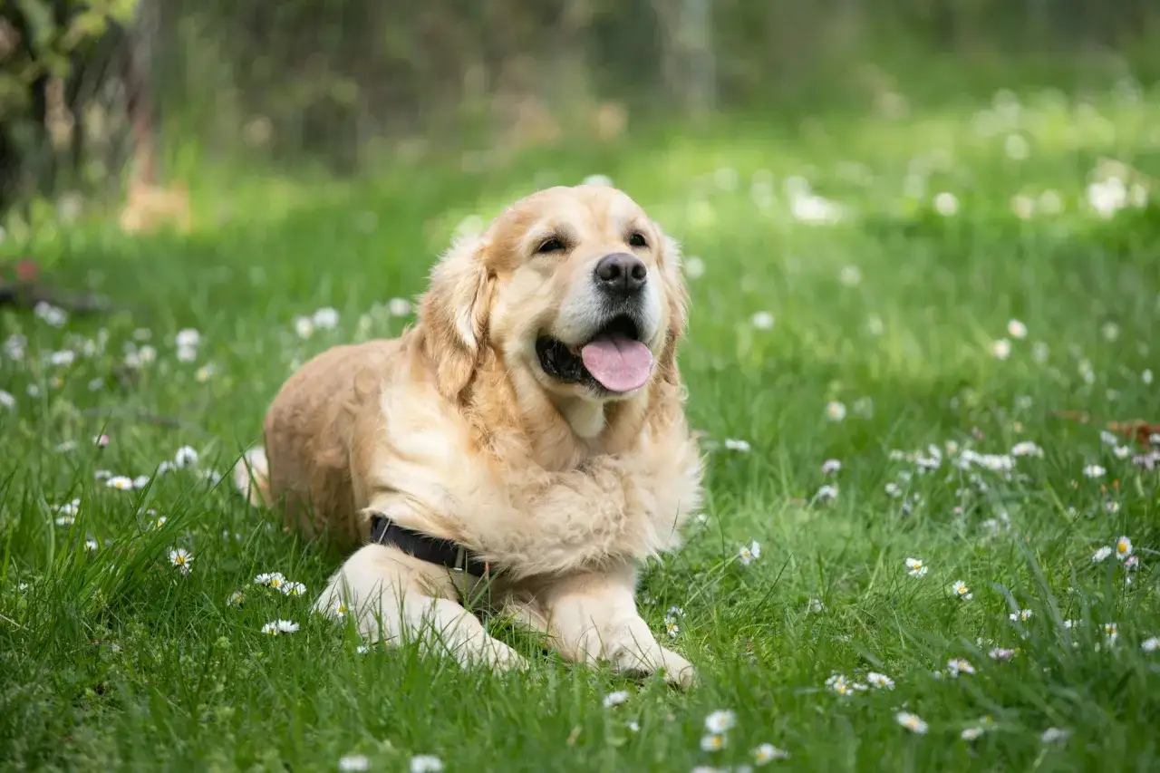 Zdjęcie Czy golden retriever może mieszkać na dworze? Odkryj ryzyko i potrzeby psa