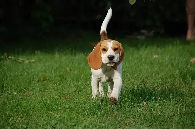 Zdjęcie Nauczysz się jak wytresować beagle: 8 skutecznych technik szkolenia psa
