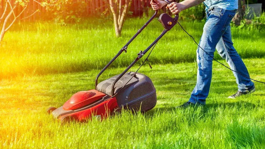 Zdjęcie Kosiarka elektryczna NAC czy Makita – która lepsza dla Ciebie?