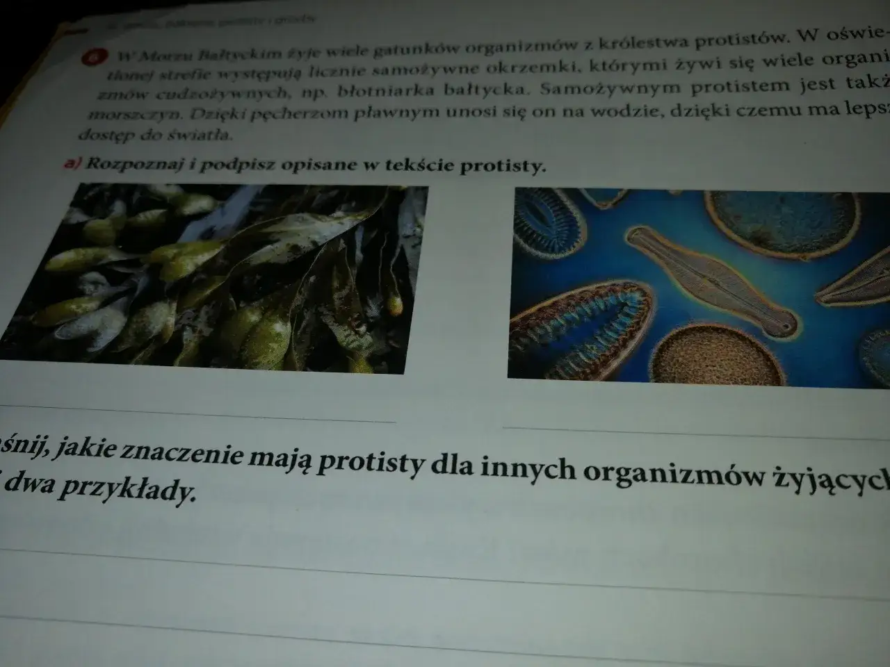 Zdjęcie Jakie znaczenie mają protisty dla organizmów w Bałtyku i ich ekosystemu