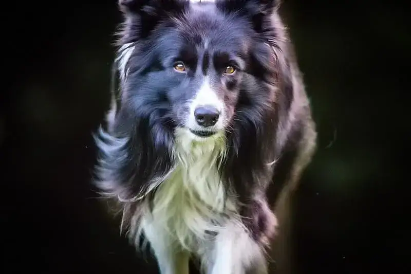 Zdjęcie Border Collie sierść czy włosy - poznaj różnice i pielęgnację