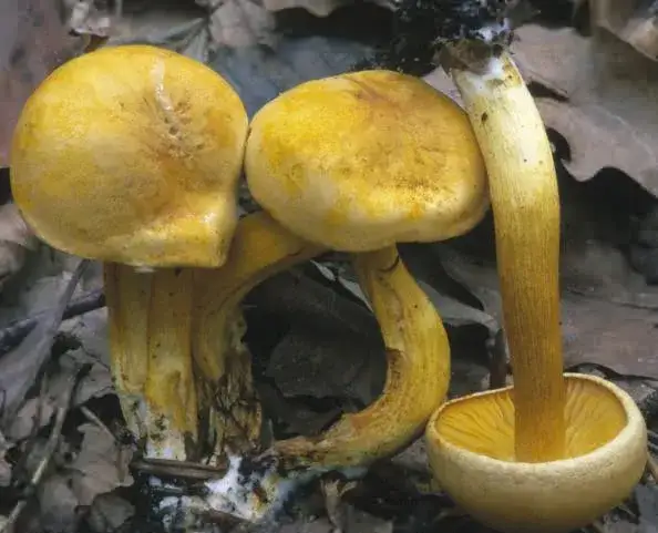 Zdjęcie Gąska siarkowa - charakterystyka i zastosowanie