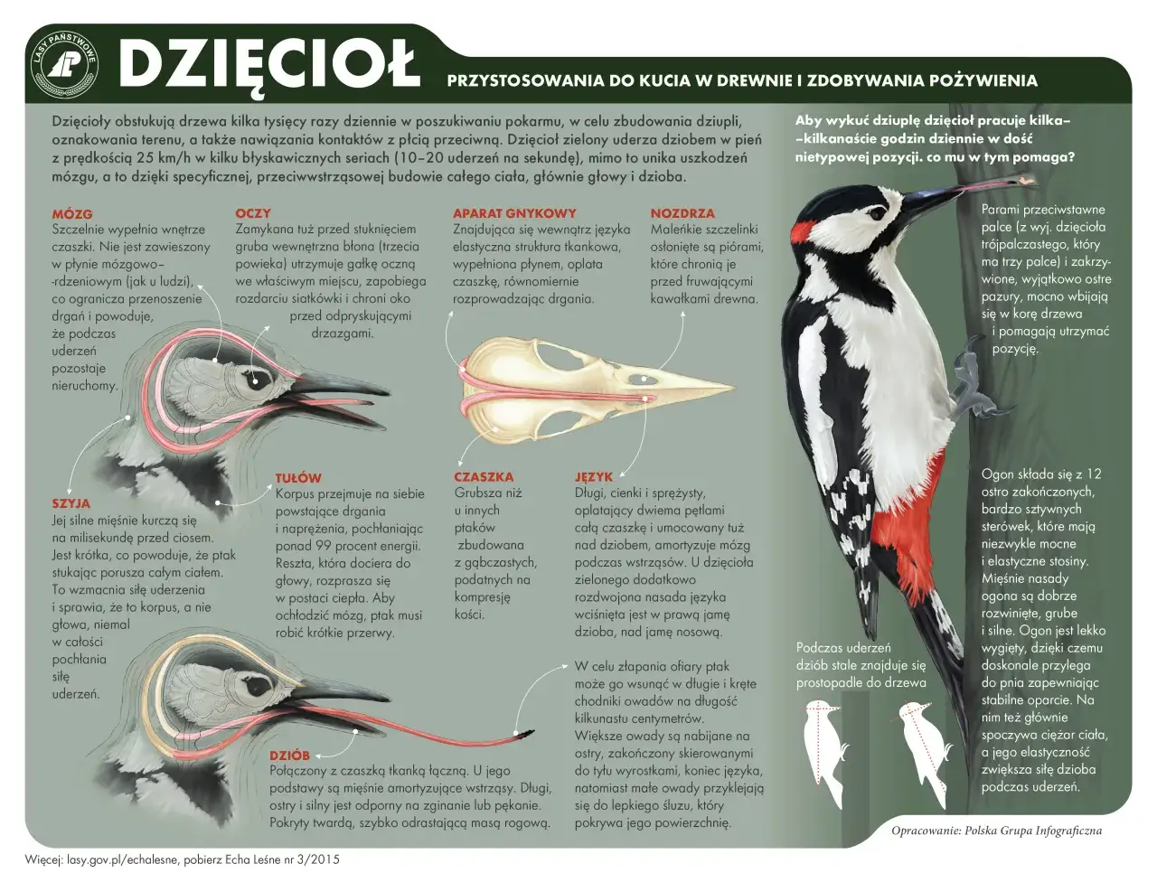 Zdjęcie Czym się żywi dzięcioł? Poznaj tajemnice diety tych ptaków