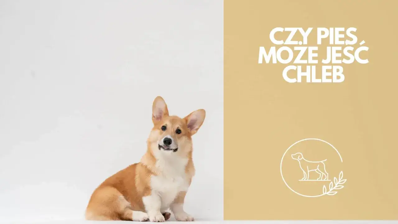 Zdjęcie Czy pies może jeść chleb z pasztetem? Sprawdź, co jest bezpieczne dla psa