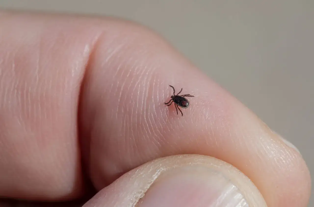 Zdjęcie S&iacute;ntomas de Lyme: Identifica los signos tempranos y evita complicaciones