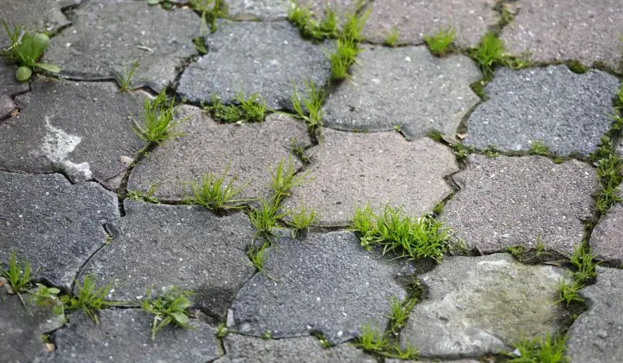 Zdjęcie Jak usunąć zielony nalot z kostki brukowej i zapobiec jego powrotowi
