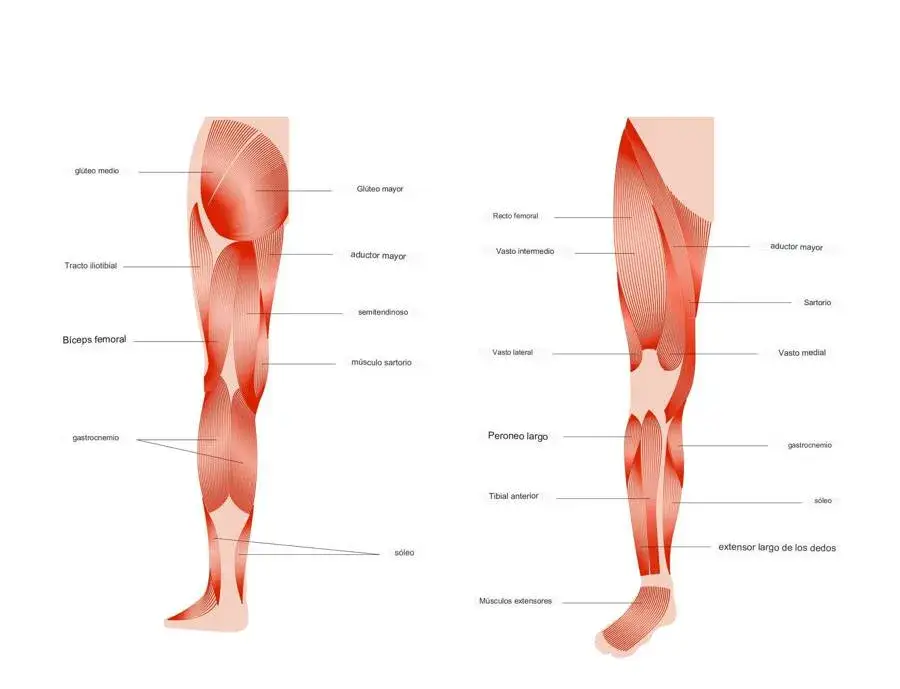 Zdjęcie Todo lo que necesitas saber sobre el músculo de piernas y su función