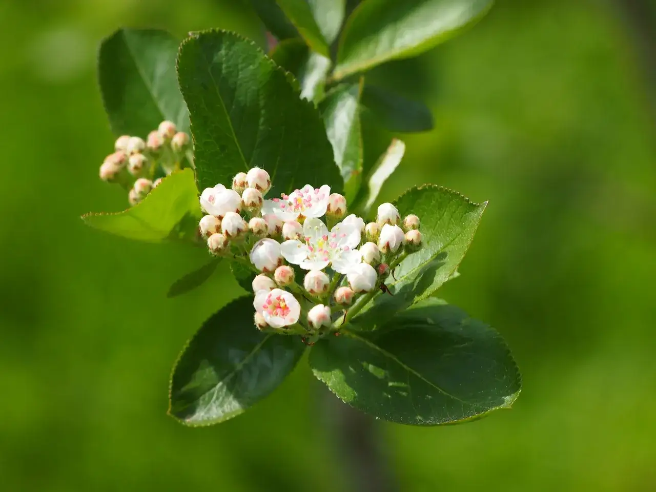 Zdjęcie Kiedy kwitnie aronia? Odkryj najważniejsze informacje o jej kwiatach