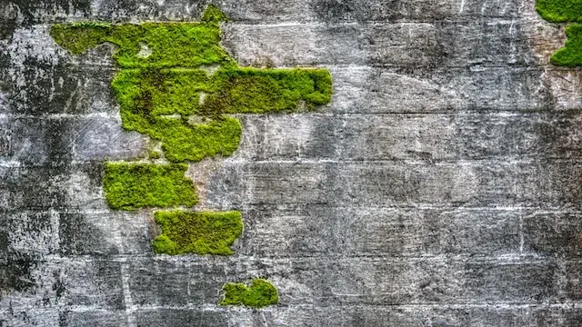Zdjęcie Dlaczego elewacja zielenieje? Odkryj przyczyny i sposoby na to