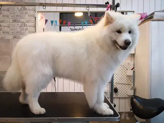 Zdjęcie Samojed ma włosy czy sierść? Odkryj prawdę o jego futrze