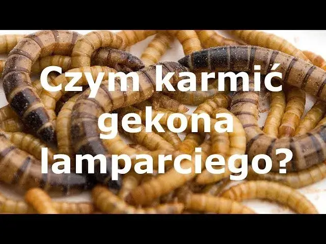 Zdjęcie Gekon lamparci czym karmić, aby zapewnić mu zdrowie i szczęście