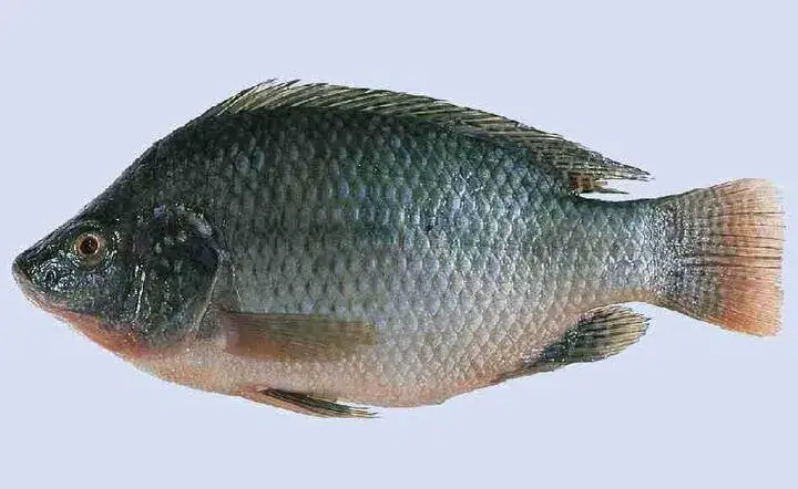 Zdjęcie Pochodzenie ryby tilapia: naturalne środowisko i miejsca hodowli