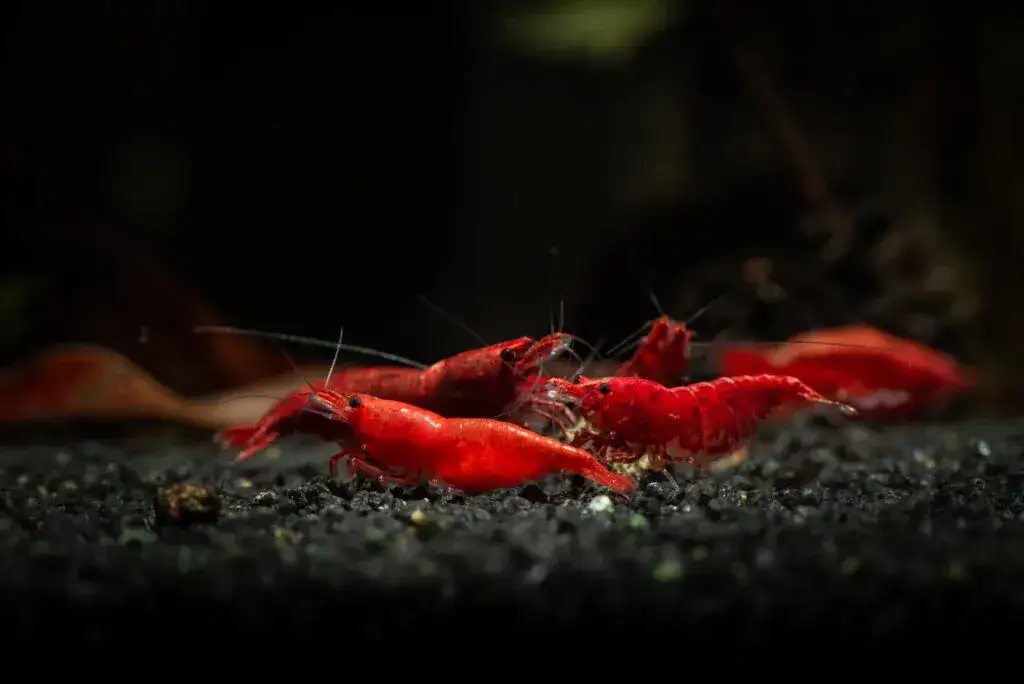 Zdjęcie Jak rozmnażają się krewetki red cherry - sekrety udanej hodowli