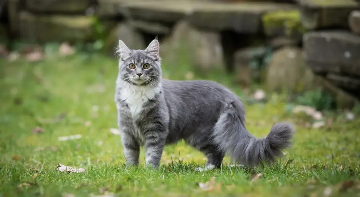 Zdjęcie Maine Coon czy uczula? Prawda o alergiach i kotach tej rasy