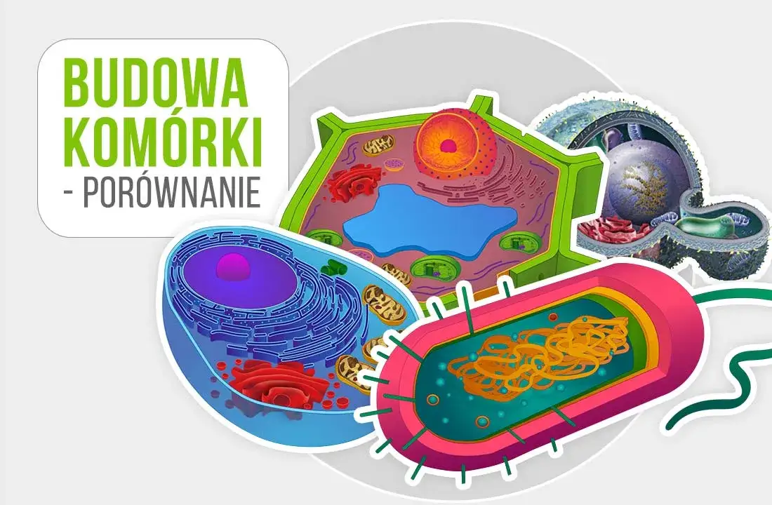 Zdjęcie Czym różni się komórka roślinna od zwierzęcej? Kluczowe różnice, które musisz znać