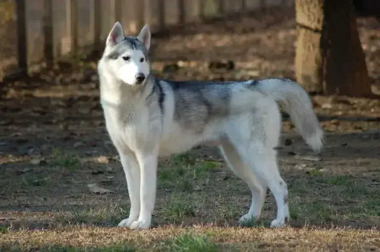Zdjęcie Czy husky szczeka? Sprawdź, czy ta rasa jest hałaśliwa i jak ją kontrolować