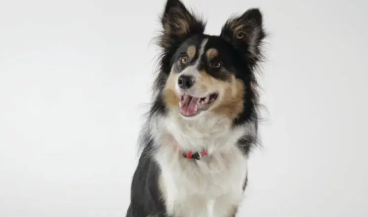 Zdjęcie Jak wytresować border collie: skuteczne metody na posłuszeństwo