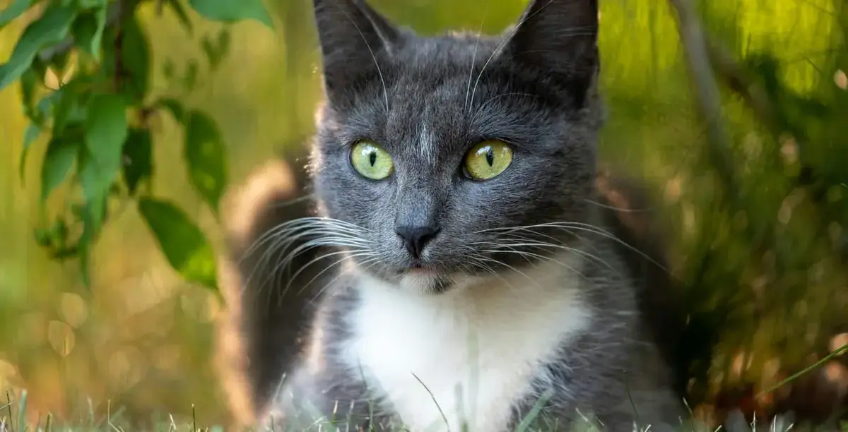 Zdjęcie W&uuml;rmer bei Katzen: Symptome erkennen und rechtzeitig handeln