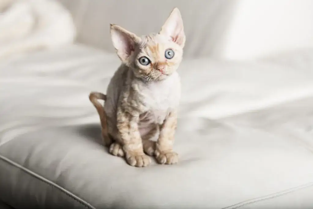 Zdjęcie Jak łatwo adoptować Devon Rex i uniknąć wysokich kosztów