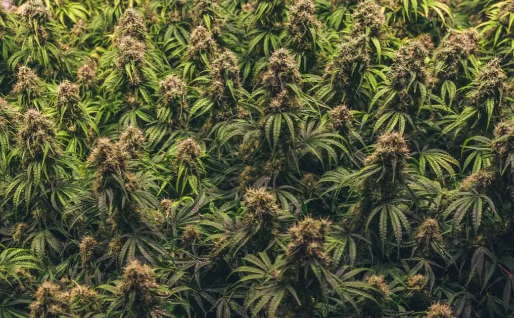 Zdjęcie Jak długo kwitnie marihuana? Poznaj różnice między odmianami