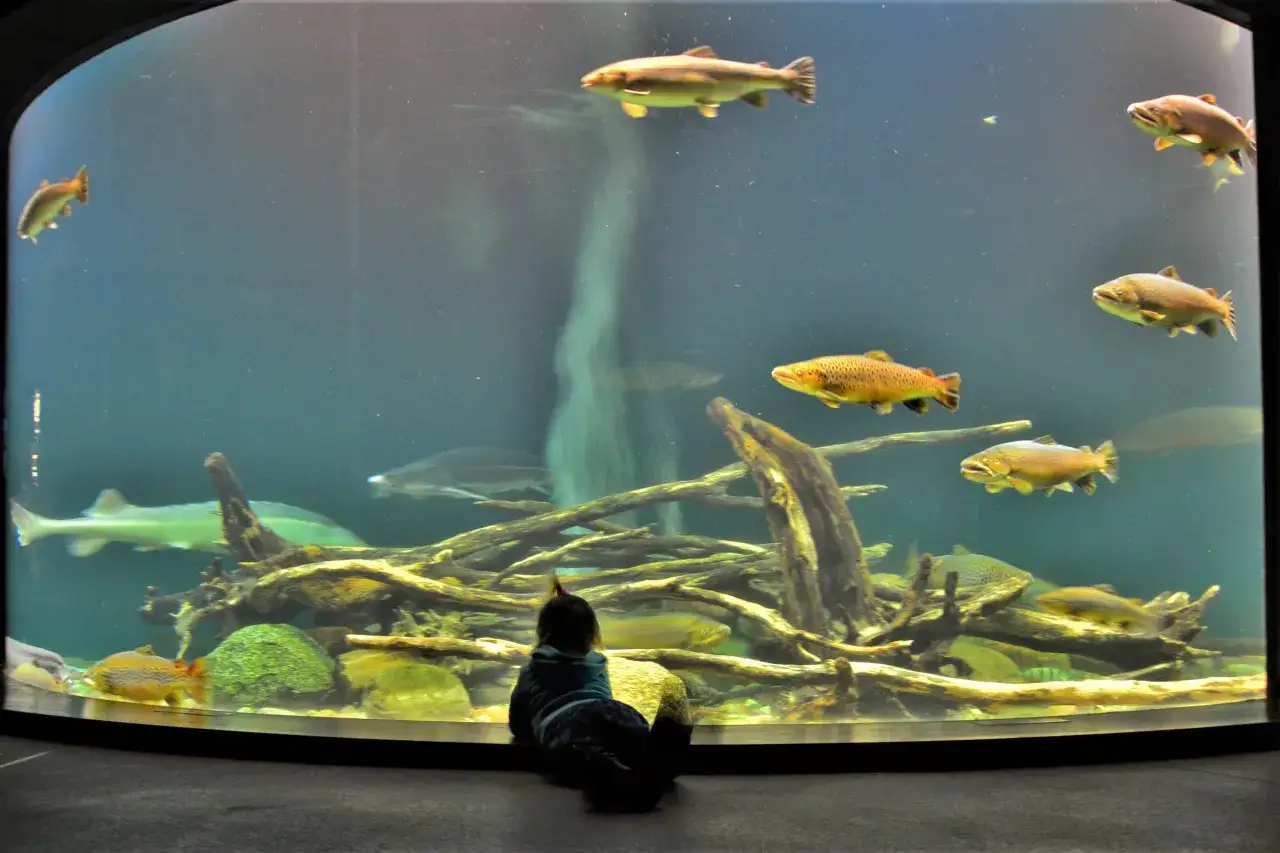 Zdjęcie Ceny biletów do Oceanarium Stralsund – uniknij kolejek i oszczędzaj