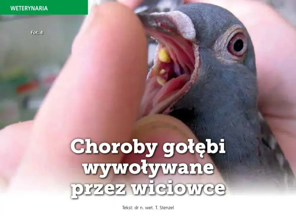 Zdjęcie Robaki u gołębi objawy: Jak rozpoznać zagrożenie dla zdrowia ptaków