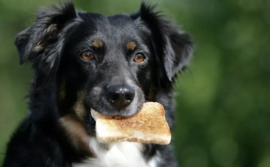 Zdjęcie Czy pies może jeść chleb? Sprawdź, co może mu zaszkodzić