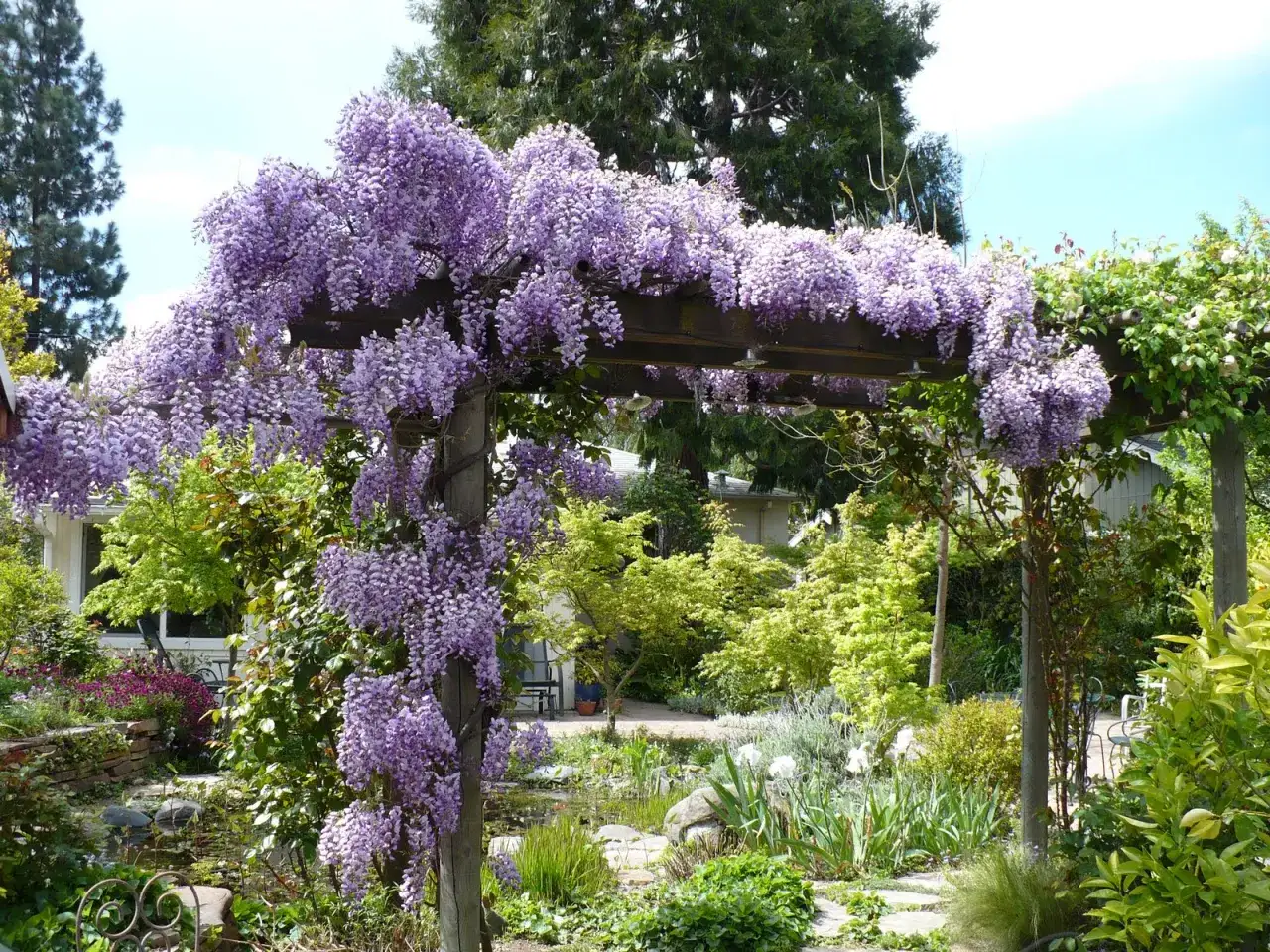 Un magnifique glycine arbre drape un pergola en bois, ses grappes violettes tombant en cascade sur un jardin luxuriant avec un étang.