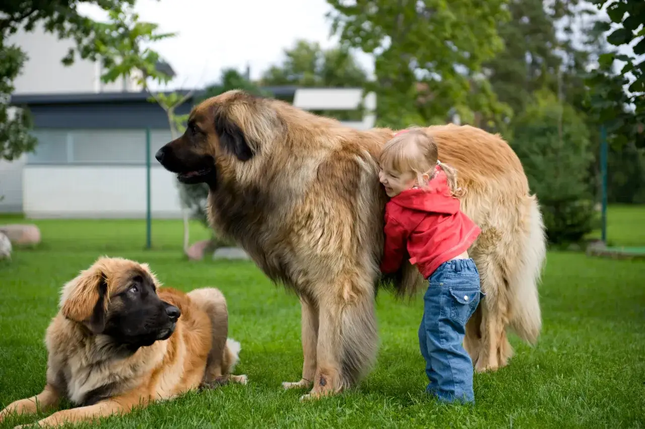 En liten flicka kramar en stor leonberger hund i trädgården. En annan leonberger hund ligger bredvid.