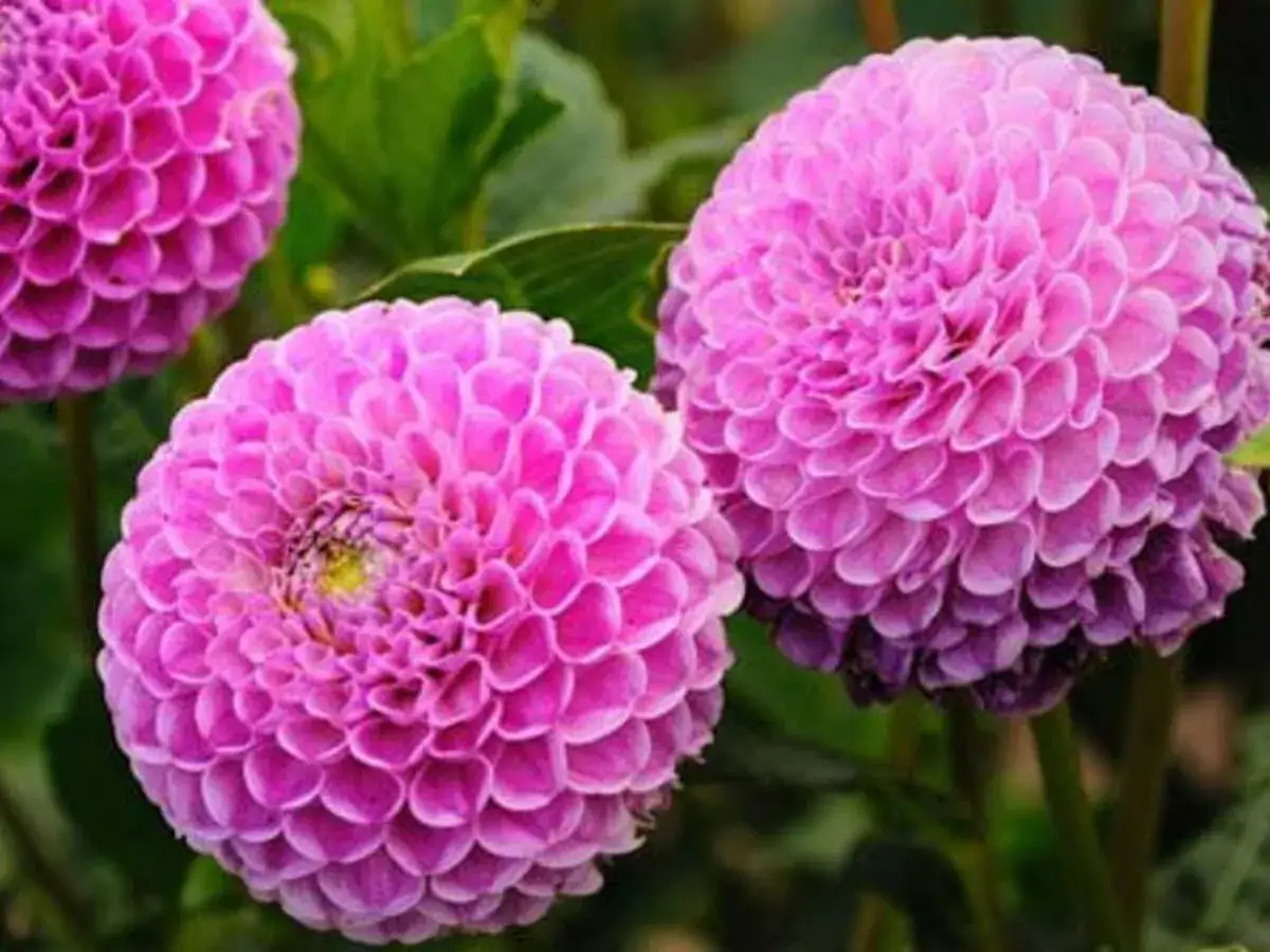 Magnifiques dahlias roses, parfaits comme fleur à planter en avril pour un jardin coloré.