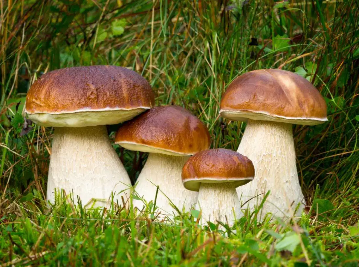 Quatre cèpes de Bordeaux, aux chapeaux bruns et pieds blancs, émergent de l'herbe verte.