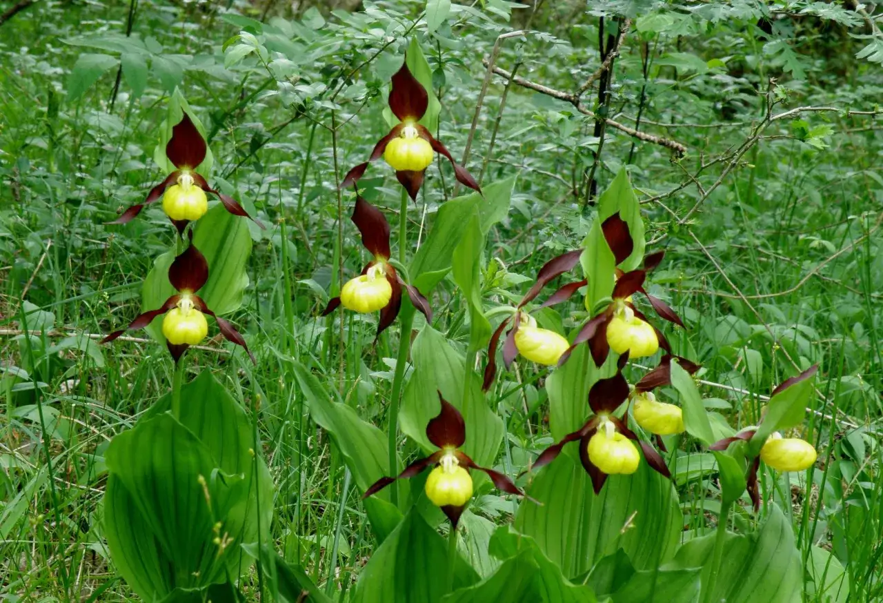 Un groupe de sabot de Vénus aux pétales bordeaux et au labelle jaune vif émerge d'un écrin de verdure luxuriante.