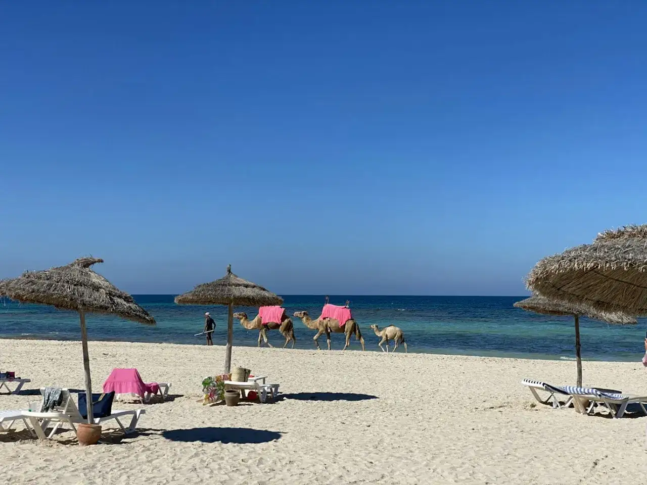 Dromedarios pasean por la playa de Túnez, listos para un paseo con niños. El mar turquesa y las sombrillas de paja crean un escenario idílico.