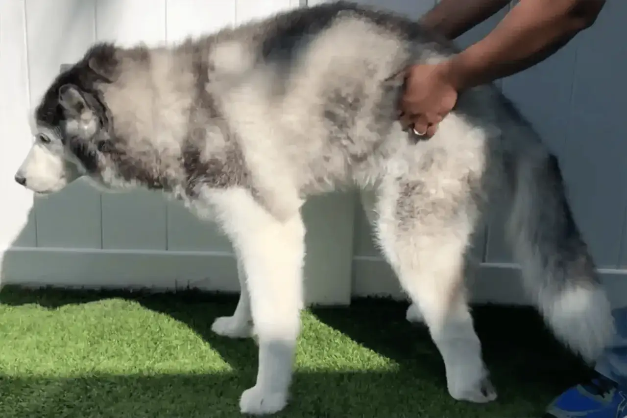 Un husky gris y blanco parece tener problemas para moverse, su due&ntilde;o lo sujeta. &iexcl;Mi perro no puede andar de repente!