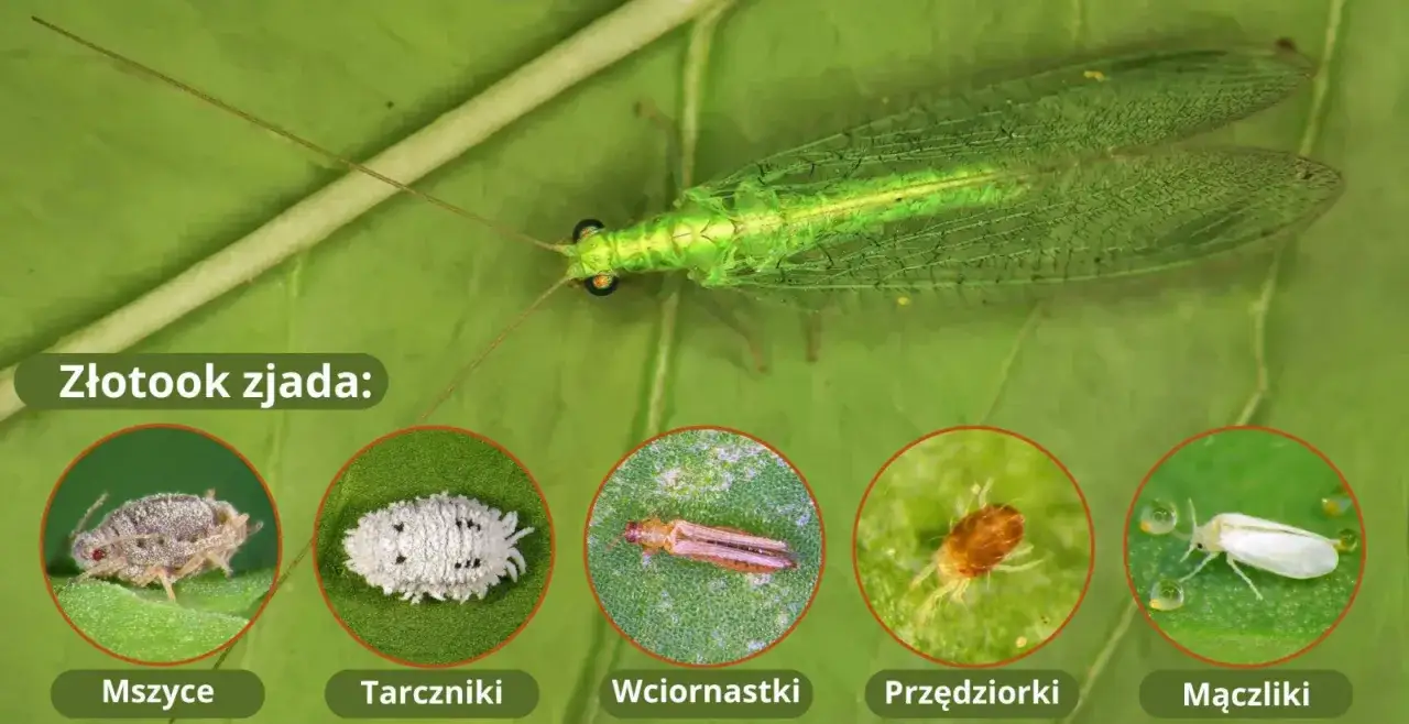 Zielony złotook, pożyteczny drapieżnik, żywi się mszycami, tarcznikami, wciornastkami, przędziorkami i mączlikami.