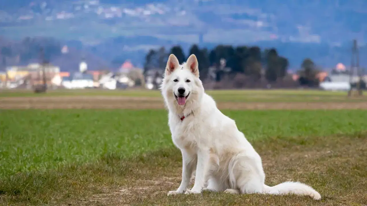 Berger blanc suisse, un chien majestueux, assis dans un champ verdoyant, rêvant de croquettes.