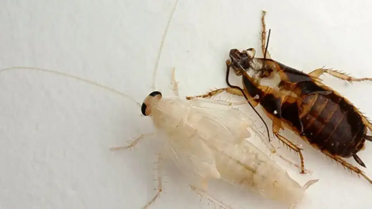 Una cucaracha blanca, reci&eacute;n nacida tras mudar la piel, junto a otra de color marr&oacute;n oscuro.