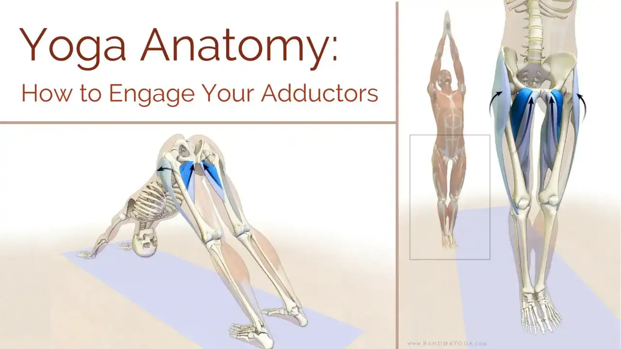 Yoga-Anatomie: Der adductor magnus wird in verschiedenen Posen hervorgehoben, um die korrekte Aktivierung zu zeigen.