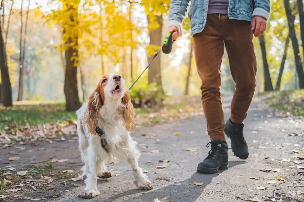 Ein Hund bellt mich an, wenn ihm was nicht passt. Er steht auf einem Weg im Herbstwald, sein Herrchen geht weiter.